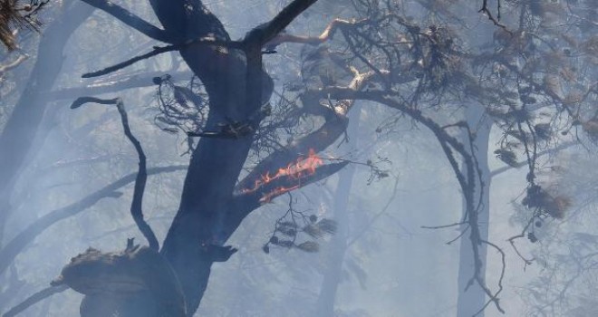 Yamanlar'daki yangında 5 dönüm kül oldu