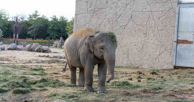 Fil Deniz Gaziantep yolcusu