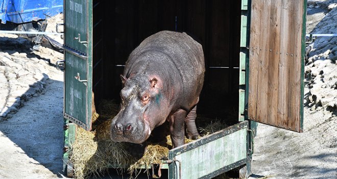 Berlin Hayvanat Bahçesi'nden transfer...