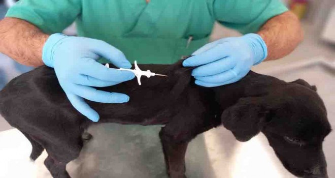 İzmir’de 32 bin sokak köpeğine mikroçip takıldı