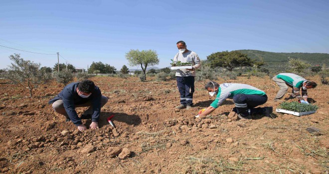 Bucalılara dağıtılmak üzere 40 bin sebze fidesi