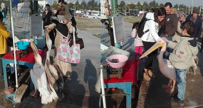 Bostanlı'da pelikanlar insanlarla iç içe...