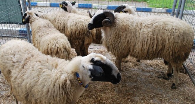 Bu bayram küçükbaş yok satıyor