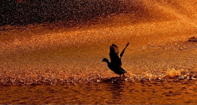 Burası Afrika değil İzmir!..