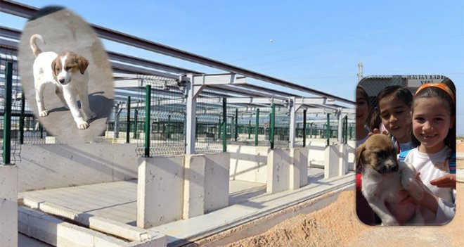 Büyükşehir'den can dostlar için büyük yatırım