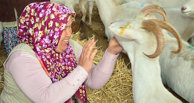 Büyükşehir'den hayvancılara bir destek daha