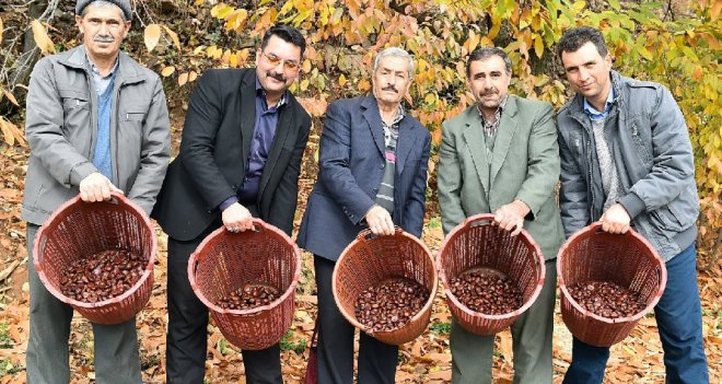 Büyükşehir'den kestane desteği