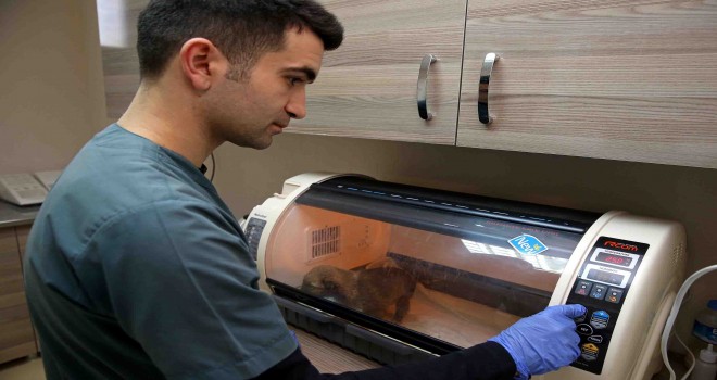 Buca Belediyesi 1 yılda 8 bin hayvana kucak açtı