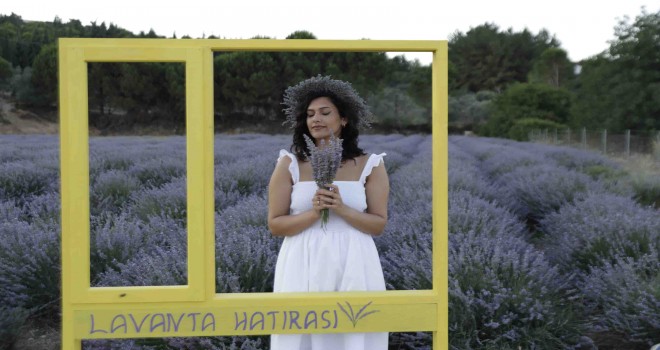 Mis kokulu lavanta hasadına geri sayım başladı