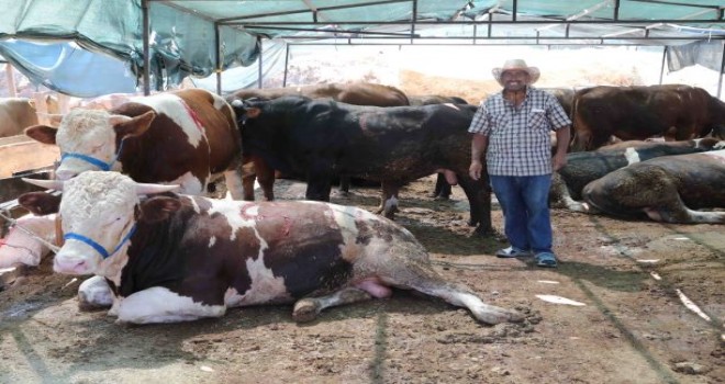 Bayraklı Belediyesi Kurban Bayramı’na hazır
