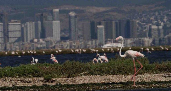 Flamingo Yolu turları başladı