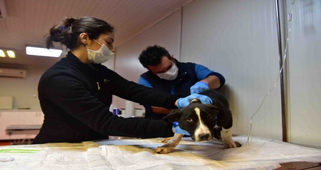 Bornova Belediyesi can dostlarının yanında