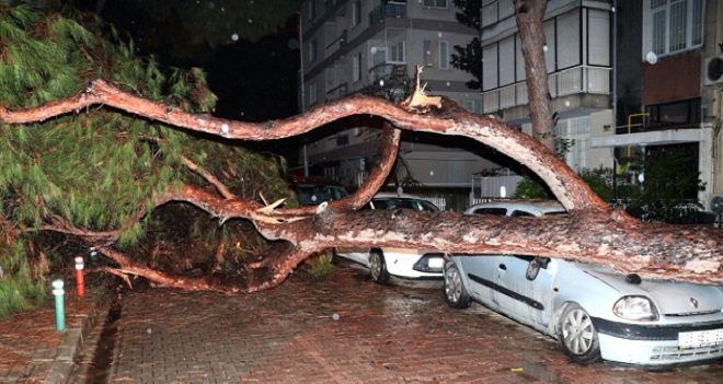 Çam ağacı otomobilin üzerine devrildi...