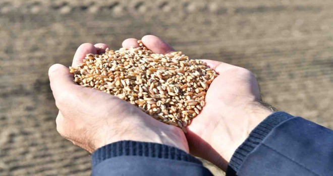 Buğdayın kilosu 10 liradan alınacak