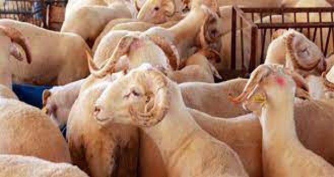 Karşıyaka İlçe Tarım ve Orman Müdürlüğü'nden uyarı