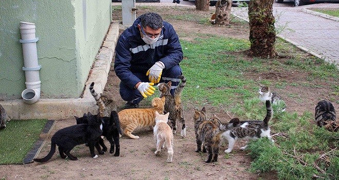 Karşıyaka’da kontrolsüz üremeye tedbir: Kısırlaştırma