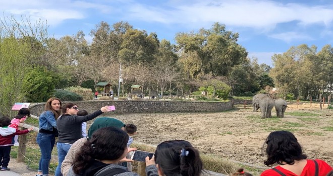 En büyük ilgi fillere