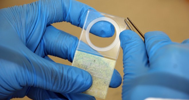 "Çip bebek" turizmi