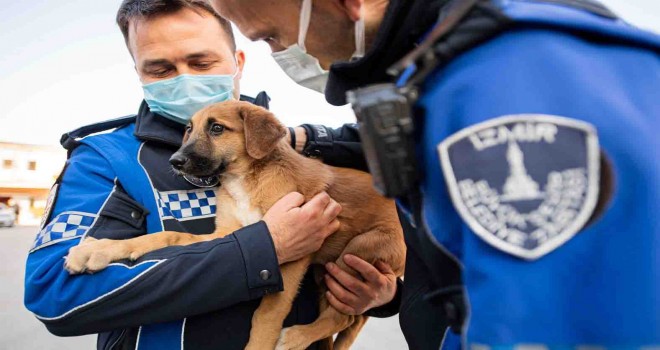 ​Aracın çarptığı yavru köpeği zabıta sahiplendi