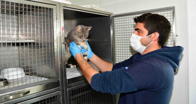 Narlıdere Belediyesi'nden 3 bin 782 sokak hayvanına sağlık hizmeti