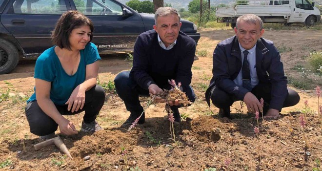 Beydağ Belediyesi salep hasadını gerçekleştirdi