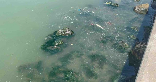 Körfez'de alarm... Balık ölümleri yeniden başladı