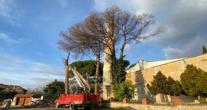 Ödemiş'te kuruyan ağaçlar, ihtiyaç sahiplerine yakacak oluyor