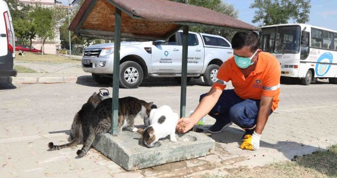 Artık gıdalar sokak canlarının maması olacak