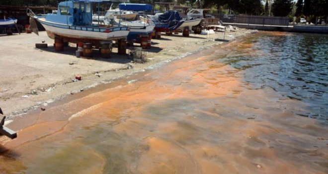 Deniz kirliliği sandılar balık yumurtası çıktı