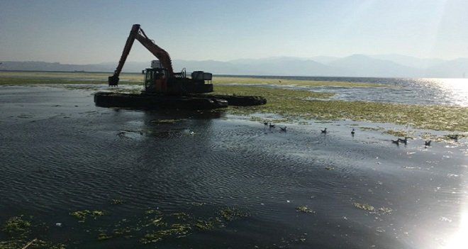 Denizdeki yosunlar temizleniyor...