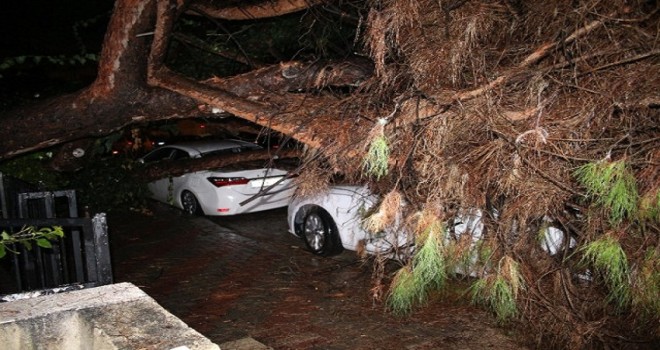 Bostanlı'da çam ağacı araçların üzerine devrildi