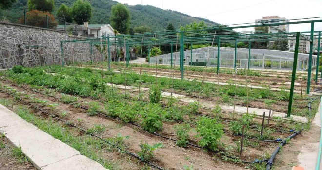 Tugay: Yerel tohumları koruyor ve toprakla buluşturuyoruz