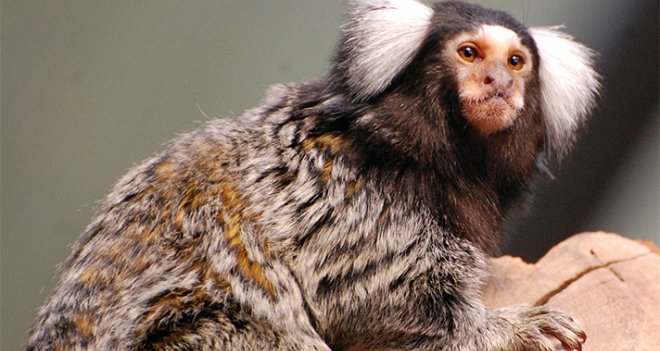 Doğal Yaşam ailesi büyüyor