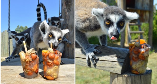 Doğal Yaşam Parkı sakinleri meyveli buz kalıplarıyla serinliyor