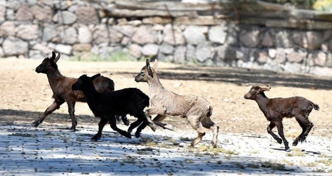 Doğal Yaşam Parkı'nda aileler büyüyor...
