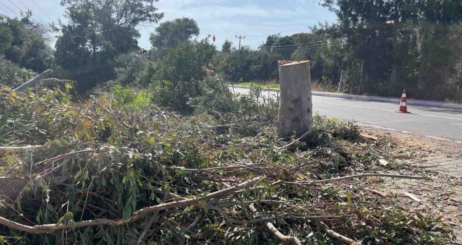 Türkiye İşçi Partisi'nden Foça'daki ağaç kıyımına suç duyurusu