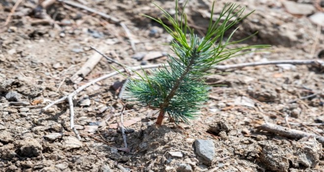 Yamanlar'da yanan orman yeşilleniyor