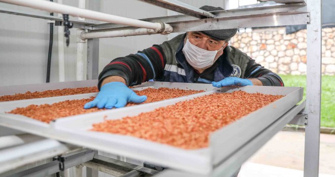 Bucalı çiftçinin yüzü güldü