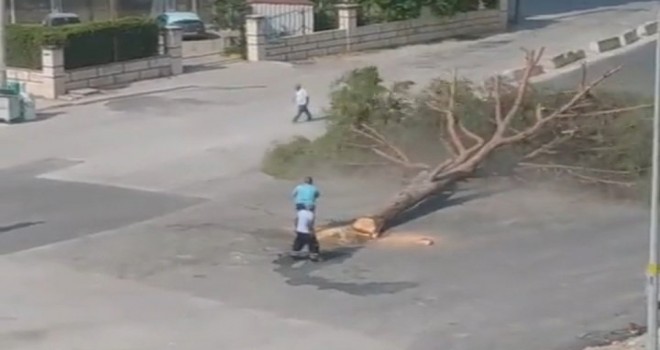 Karşıyaka'da kesilen ağaca büyük tepki...