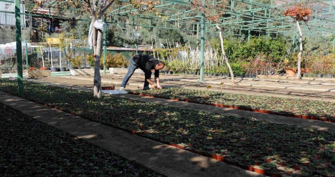 Karşıyaka’nın serasında çiçekler açıyor