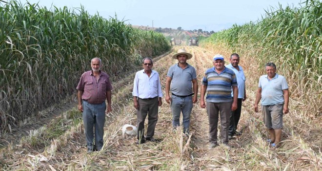 İzmir’de Sorgum-Sudan Otu hasadı başladı