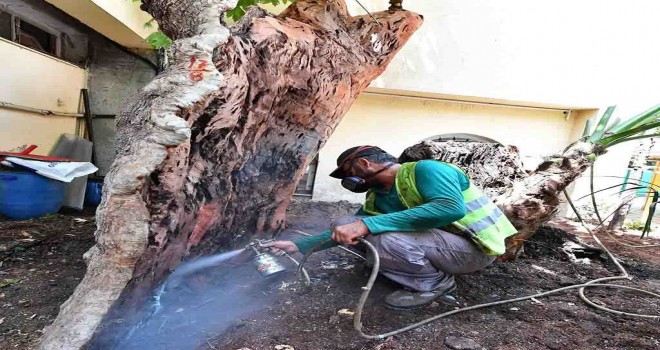 Anıt ağaçlar emin ellerde