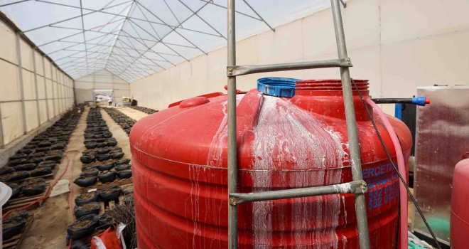 Buca Belediyesi'nin serasına saldırı