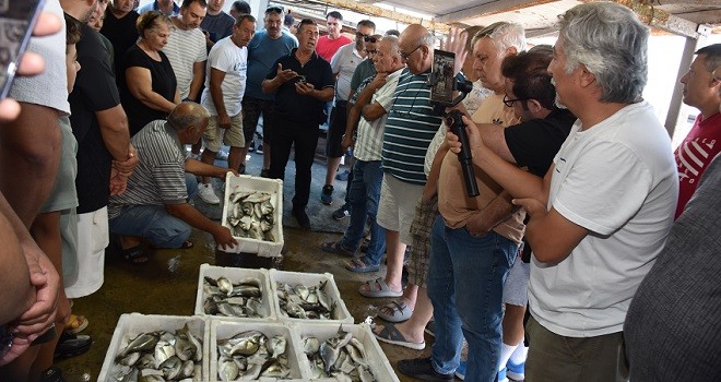 Balıkçı barınağındaki mezatta balıklar kapışılıyor