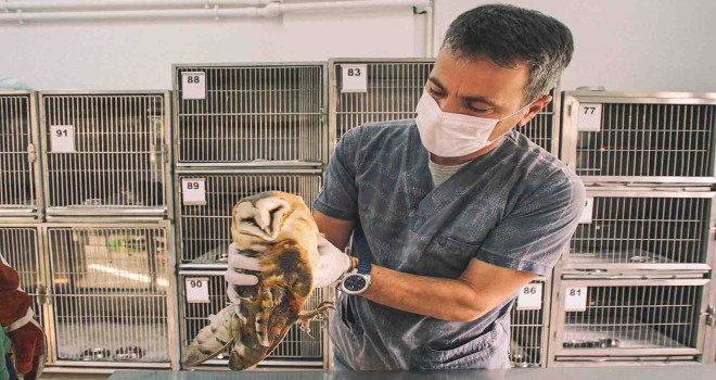 Sevimli dostlar emin ellerde