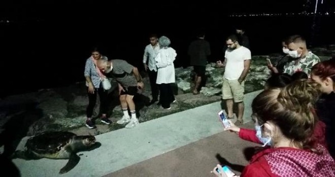 Bostanlı'da ölü caretta caretta