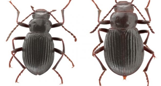 Ege Üniversitesi'nin adı böceğe verildi