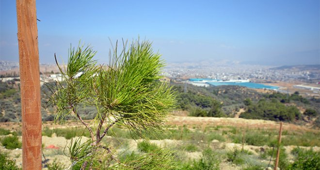 Eski moloz döküm alanları orman oldu