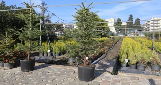 Karşıyaka fidanlığında her yıl olduğu gibi göknar fidanı yetiştirildi