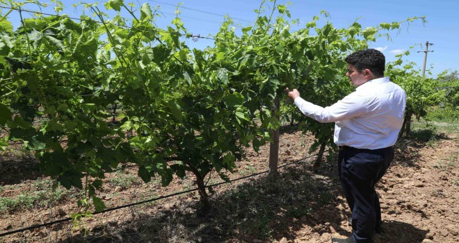 Buca’nın tüm arazileri tarımsal üretime açılıyor